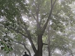 -终南山国家森林公园