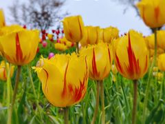 -花开海上生态园