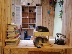 -猫色咖啡·猫咖