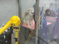 -宠福鑫康馨动物医院·骨科·眼科