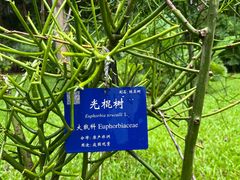 -中国科学院西双版纳热带植物园