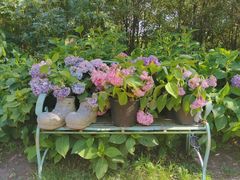 -上海共青森林公园