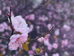 -八大山人梅湖景区