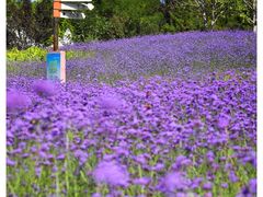 -北京国际鲜花港