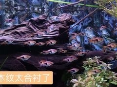 -上海海洋水族馆