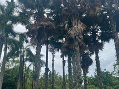 -中国科学院西双版纳热带植物园