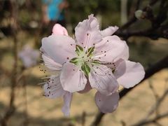 -深圳市中科院仙湖植物园