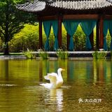 悦榕庄下午茶