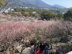 -香雪海