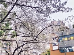 -玛格萝妮比萨屋(四平店)