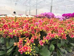 -龙大花卉苗木市场