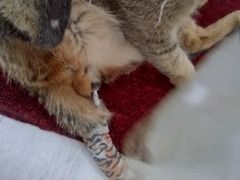 -北京观赏动物医院·24小时大型综合·猫专科·异宠专科