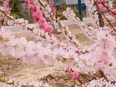 -河北省第三届（邢台园博园）园林博览会