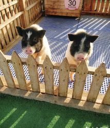 -萌宠亲子动物乐园(槐房万达店)