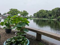-无锡蠡湖国家湿地公园-蠡园