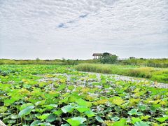 -鄱阳湖国家湿地公园
