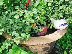 -秦美花卉(天朗·莱茵小城2期店)