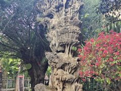 -云南勐巴娜西珍奇园
