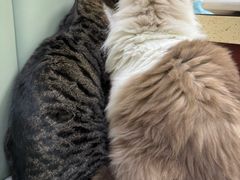 -艾贝尔宠物诊疗