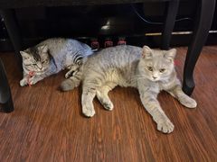-猫岛主趣味餐厅(鼓浪屿店)