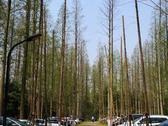 -崇明东平国家森林公园烧烤房车露营地