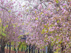 -广东花都湖国家湿地公园