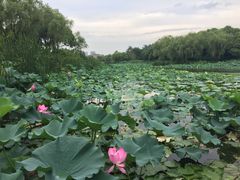 -新江湾城公园
