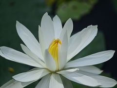 -新加坡植物园