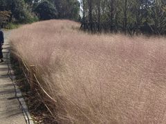 -梁鸿国家湿地公园