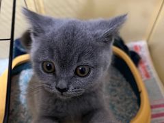 -欣宠猫屋·矮脚拿破仑·蓝金金渐层