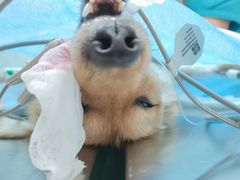 -瑞鹏宠物医院犬猫全科(真大分院)
