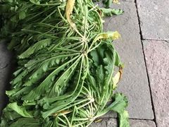 -鄞州雪菜博物馆