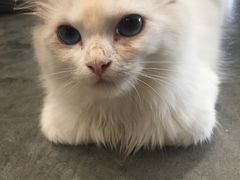 -瞄一喵猫咖(格力海岸店)