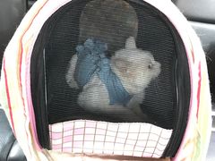 -北京赛佳动物医院