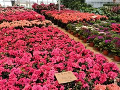 -三圣花乡旅游区