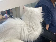 -楼上猫咖(罗湖店)