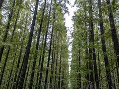 -东平国家森林公园