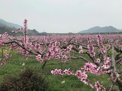 -青林口古镇