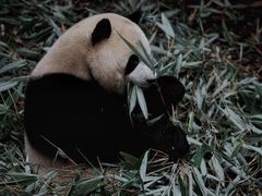 -熊猫谷