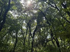 -紫金山山顶公园