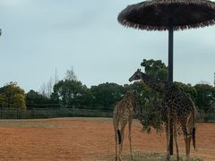 -上海野生动物园