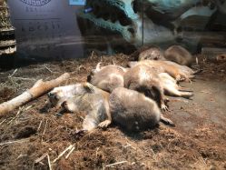 -Zoolung Zoolung动物主题公园(海信广场店)