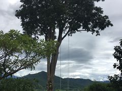 -大树秋千