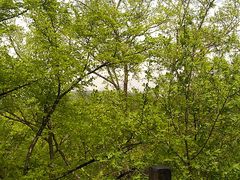 -帽儿山国家森林公园