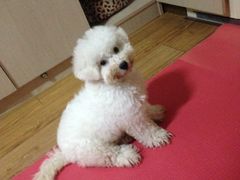 -翊宠yipet猫狗购宠庄园犬舍•猫舍