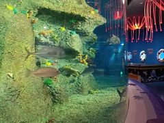-沙沙哗啦海洋馆(华宇百花谷店)