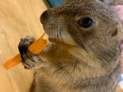 -藦茜花园宠物主题亲子互动体验馆(国顺东路店)