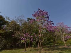 -中国科学院西双版纳热带植物园