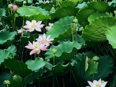 -荔湾湖公园