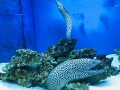 -御唐府海珊瑚主题餐厅